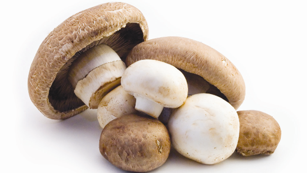 medley-mushrooms.png