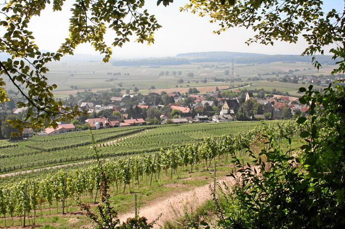 Und nach dem Essen noch ein Spaziergang in die Weinreben rund um Tannenkirch
